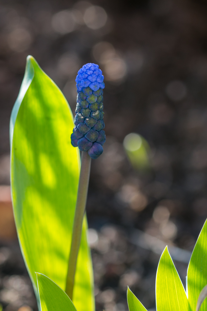 Pavasaris žygiuoja į priekį nepaisydamas šalnų. Po truputį pradeda žydėti plačialapės žydrės (Muscari latifolium)